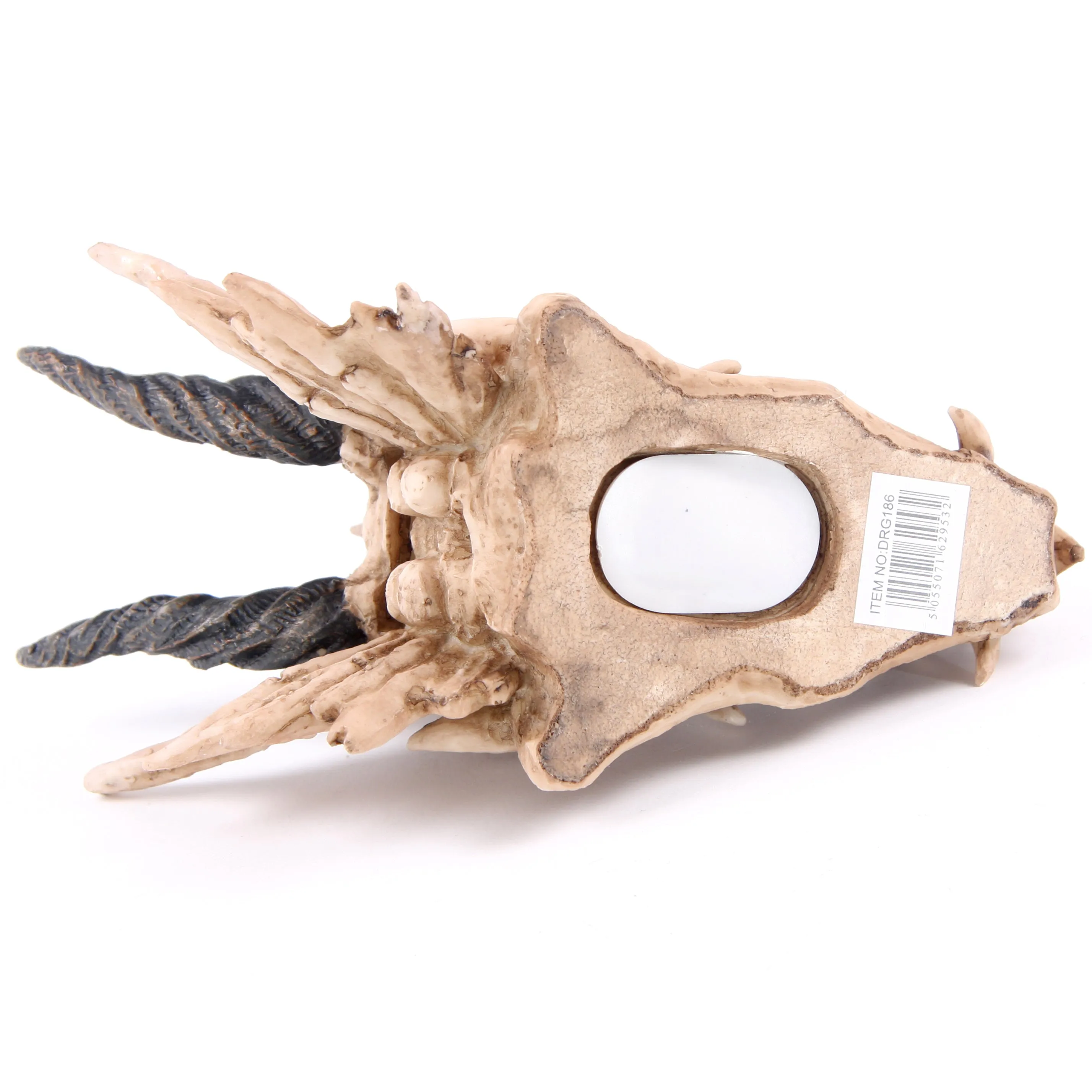 Dragon Skull Money Box