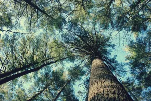 "The Trees | No.1". Original Artwork Photography Print.
