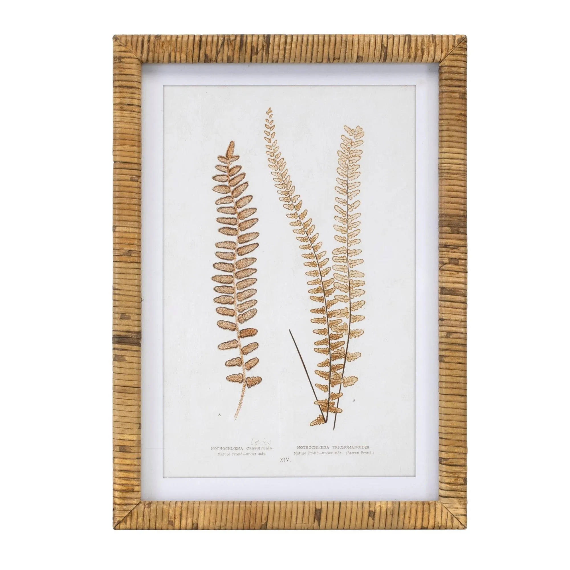 Wood Framed Fern Print (Set of 4)